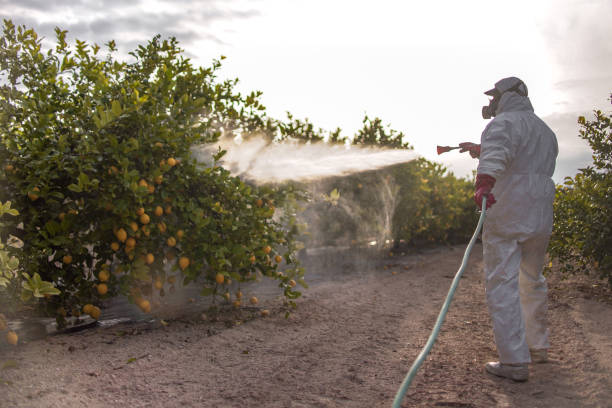 Best Affordable Pest Control Services  in New Hempstead, NY