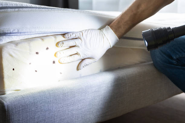 Best Local Pest Control Services  in New Hempstead, NY